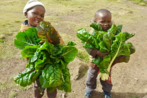 Help Feed Starving Families in Lesotho. Harvesters Ministries. May 2020 Featured Image